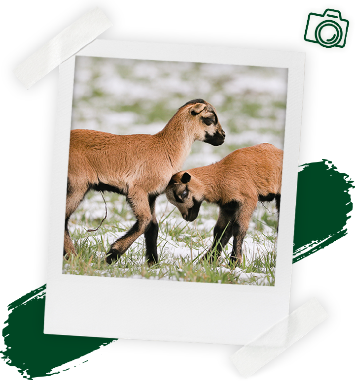 landflair fotowettbewerb 720x804